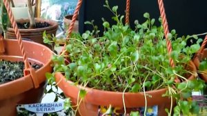 Лобелия в кашпо - самое время посеять