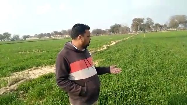 आईसीएल प्रोडक्ट 5:45:5+8Zn Farmer Feedback Wheet Crop