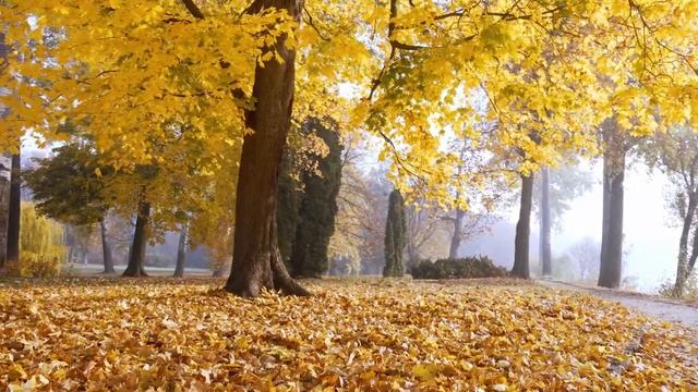 Расслабляющая фортепианная музыка при тревожных и стрессовых расстройствах 