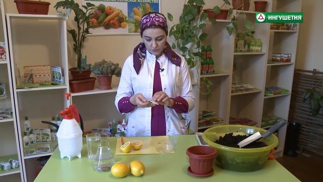 Как посадить лимон смотреть онлайн