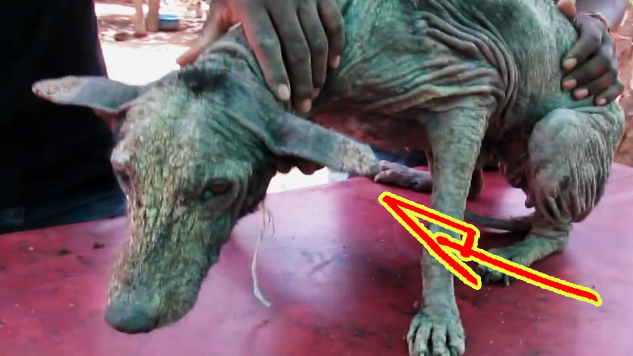 Уличный пёс погибал от чесотки. Но когда на него обратили внимание и спасли, он словно расцвел! смотреть онлайн