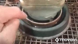 Бункерная кормушка в брудер