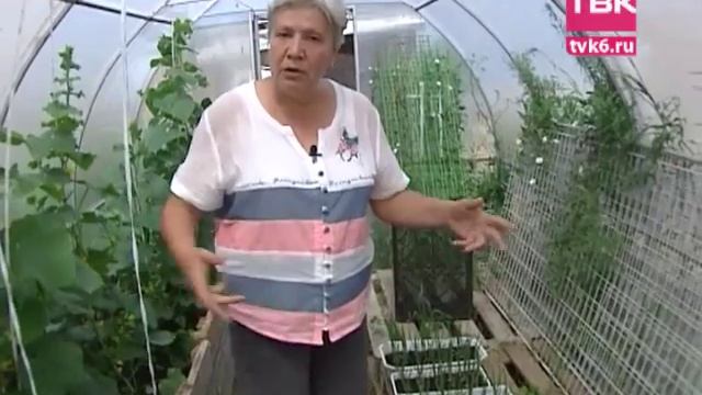 Советы тёти Тани. Лук на балконе. смотреть онлайн