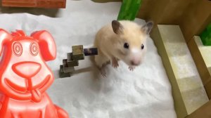 Хомяк в Майнкрафте убегает от полицая. Стасик желейный только улыбается.