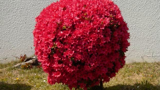 Variation on the theme of Clementine, Spring Waltz ,봄의왈츠, 春のワルツ,guitar by lute323 смотреть онлайн