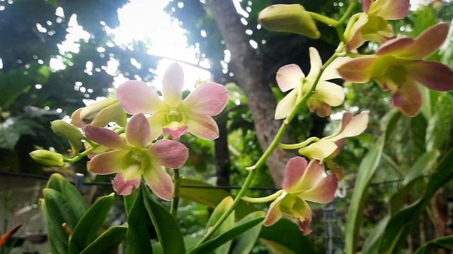 Dendrobium Red yellow bicolour orchid | Orchid care | m&k смотреть онлайн