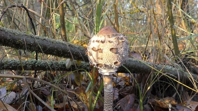 Секреты Творческой Гениальности
