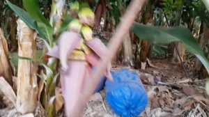 КАК РАСТУТ БАНАНЫ? БАНАНЫ РАСТУТ НА ПАЛЬМЕ ИЛИ БАНАНОВОМ ДЕРЕВЕ? ТЫ ПРОБОВАЛА ЗЕЛЕНЫЙ БАНАН?