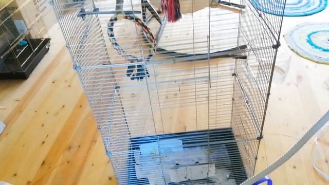 Парю клетку для попугая пароочистителем Kitfort 9109 смотреть онлайн