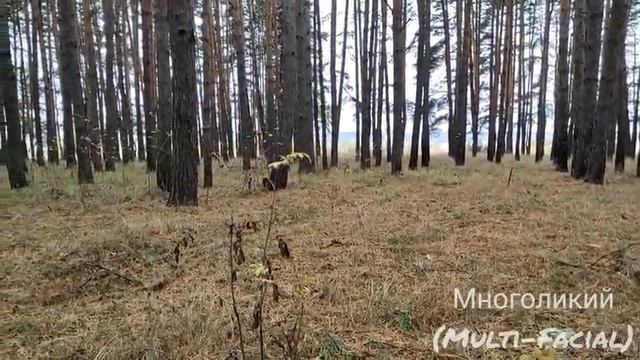 Грибной сезон продолжается- Октябрь собираем Зонтики смотреть онлайн