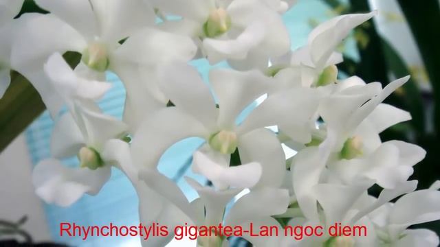 Orchids Flowers - Rhynchostylis gigantea-Lan ngoc diem - hoa lan смотреть онлайн