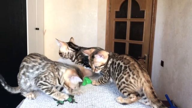 Питомник Wild Loveliness. Бенгальские котята на продажу.