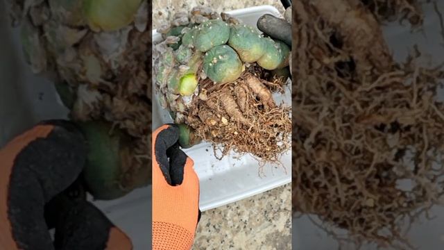 翠冠玉群生のカキコ　Lophophora Diffusa　2023 02 18　＃Shorts