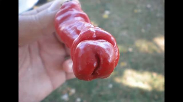 BIZARRE IMAGES THE BRAIN SEES - Pareidolias смотреть онлайн