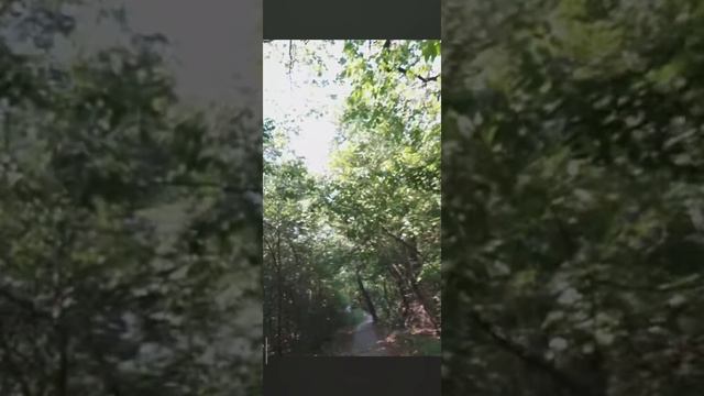Гуляю в лесу🌿 смотреть онлайн