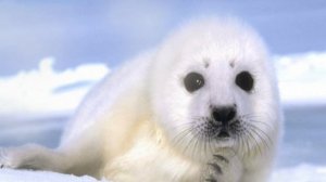 ?Потрясающая Байкальская нерпа. ✅Супер! Доброе видео.? The Baikal seal. Seals.?