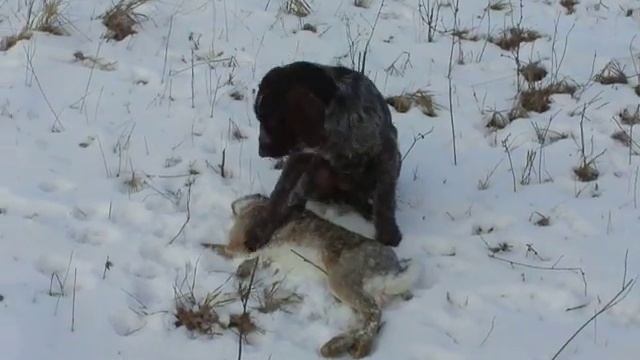 Дратхаар 6 месяцев. смотреть онлайн