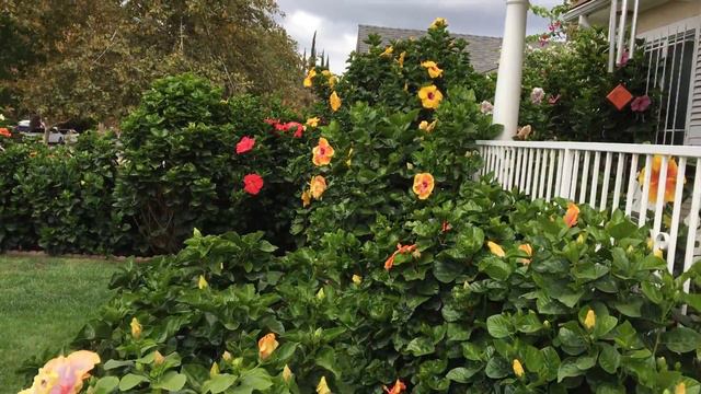Exotic Hibiscus Landscaping смотреть онлайн