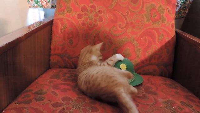 Рыжий котёнок - потеряшка из Хапо-ое смотреть онлайн