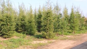 Лиственница сибирская.