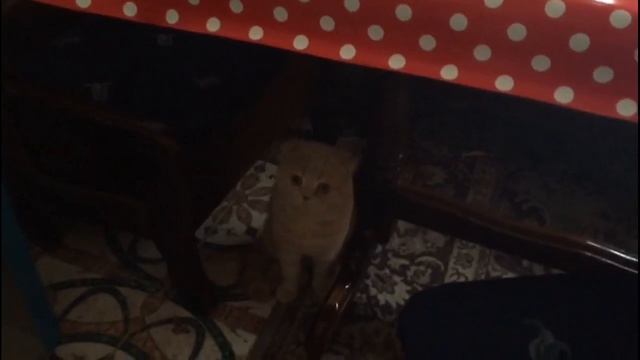 Почему котам/кошкам нельзя смотреть в глаза смотреть онлайн