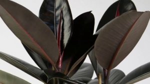 Виды и сорта фикуса каучуконосного. Разнообразие Фикусов.