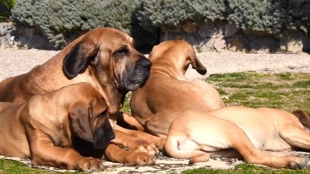 Funny animals - puppies Fila Brasileiro смотреть онлайн