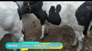 гов бозор душанбе нархи гови сиёҳало ширдор гови беҳтарин 30 октябр