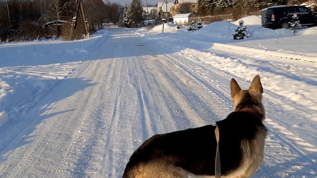Пес Дарик, который нападает на других собак Не знаю, как исправить смотреть онлайн