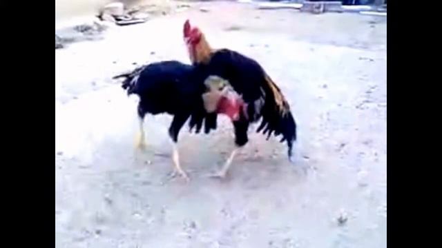 Петушиные бои смотреть онлайн