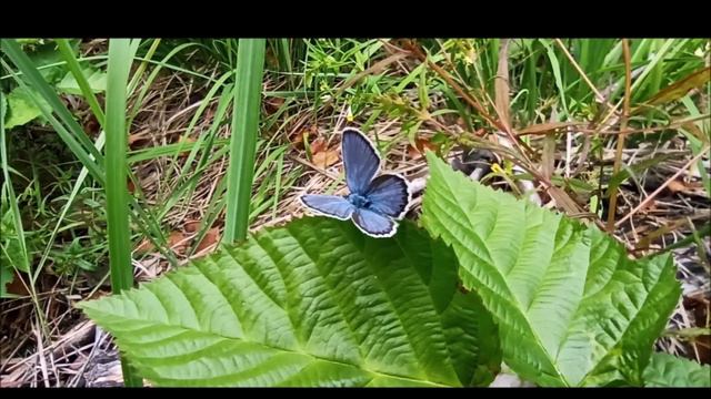 Вот и лето прошло смотреть онлайн