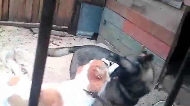 Алабай и немец смотреть онлайн