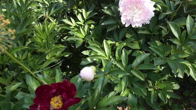 Ито пион зацвёл / Цветы в саду / Кормушка для птиц @natalifrol смотреть онлайн