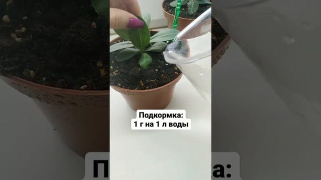 Эустома после прищипывания цветы сад и дача #shorts смотреть онлайн