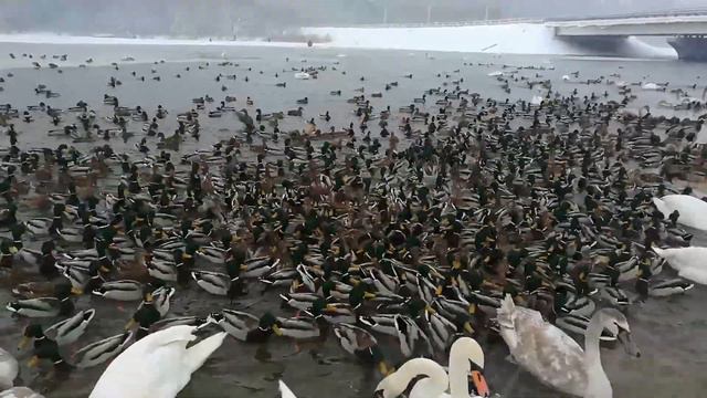 г.Минск, водохранилище 