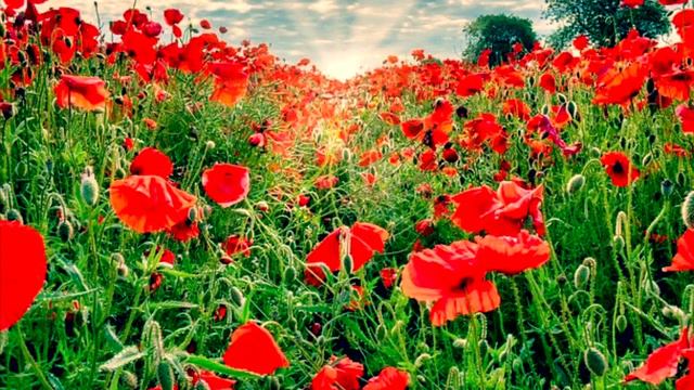 Cover by Fiona Law - Abide with me - piano/instrumental COVER for REMEMBRANCE DAY смотреть онлайн