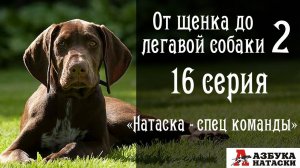 Дрессировка и натаска легавой (нюансы) -  16 серия