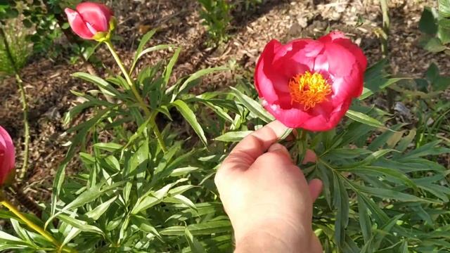 Півонія Смоута травень Київ Smouthii марьин корень пион early scout смотреть онлайн