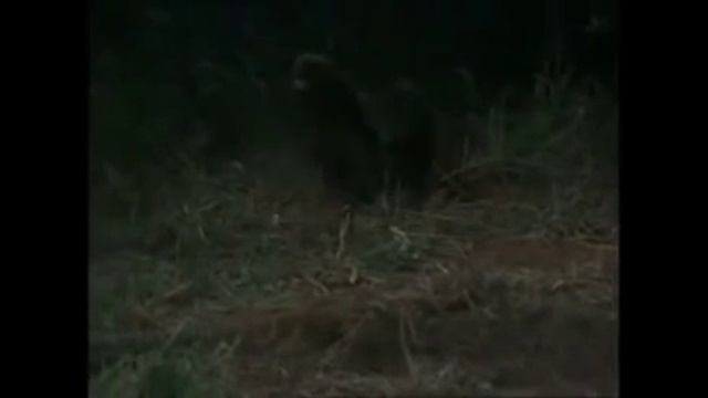 Honey badger and leopard encounter смотреть онлайн
