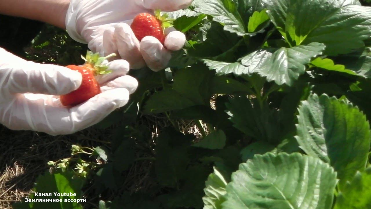 МОЛЛИНГ СТОЛЕТИЕ КЛУБНИКА С ОЧЕНЬ СЛАДКОЙ ЯГОДОЙ смотреть онлайн