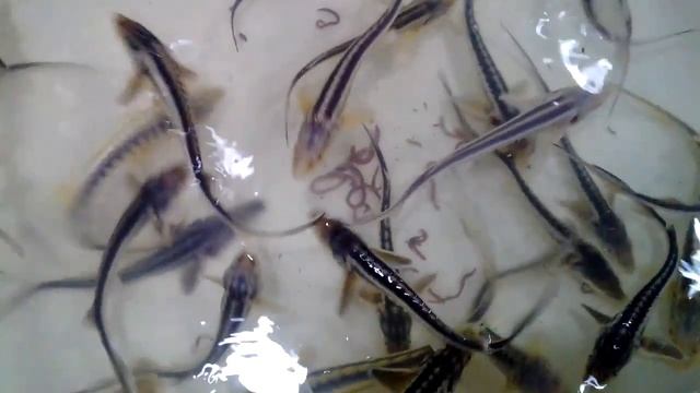 Sturgeon Feeding (кормим осетров и белуг, червями) 4 смотреть онлайн