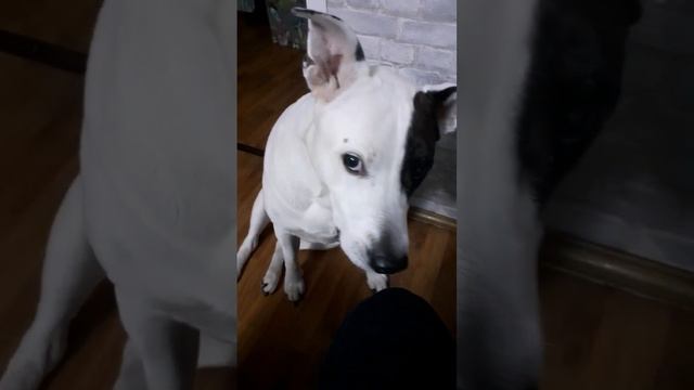 Ем кукурузные хлопья смотреть онлайн