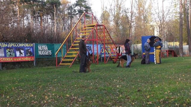 Витязь - доберман. Охрана хозяина. смотреть онлайн