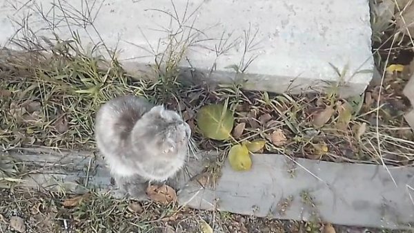 мои домашние животные :)