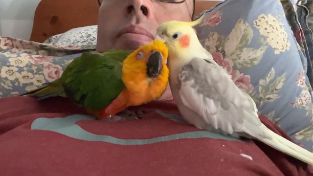 Gibson & Luigi, best bird friends смотреть онлайн