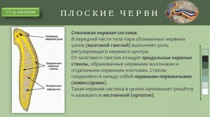 Филогенез нервной системы