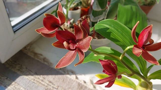 Ну и таинственный же этот Cycnodes Jumbo Phoenix 'Jumbo'! Таки процвел с подвывертом.