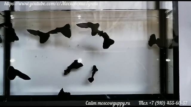 АКВАРИУМНЫЕ РЫБКИ ГУППИ, КОТОРЫЕ МЫ РАЗВОДИМ В 2023 году / GUPPY FISH THAT WE ARE BREEDING IN 2023 смотреть онлайн