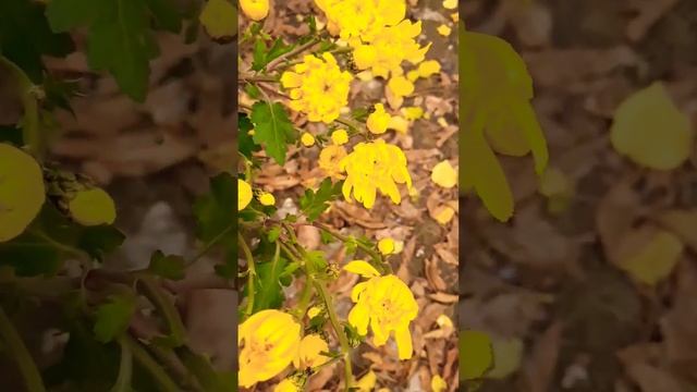 красота осени #shortsvideo