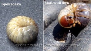 Личинки хруща и бронзовки очень похожи, но вредит только один .   Как их отличить